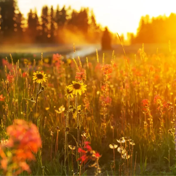 Növények csodái tanulócsoport előfizetés